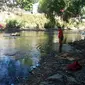 Ribuan ikan sekarat muncul di permukaan Sungai Bedok Bantul seiring mengalirnya limbah dari pabrik gula. (Liputan6.com/Yanuar H)