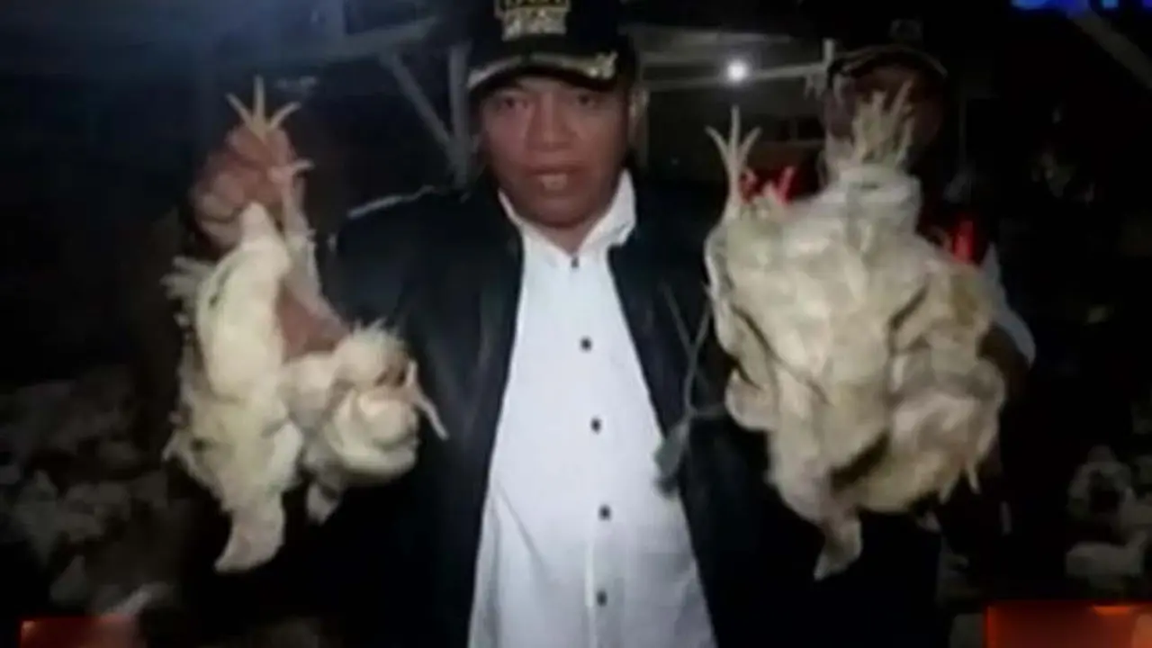 VIDEO: Ratusan Ayam Tiren Disita Petugas Gabungan di Jakarta