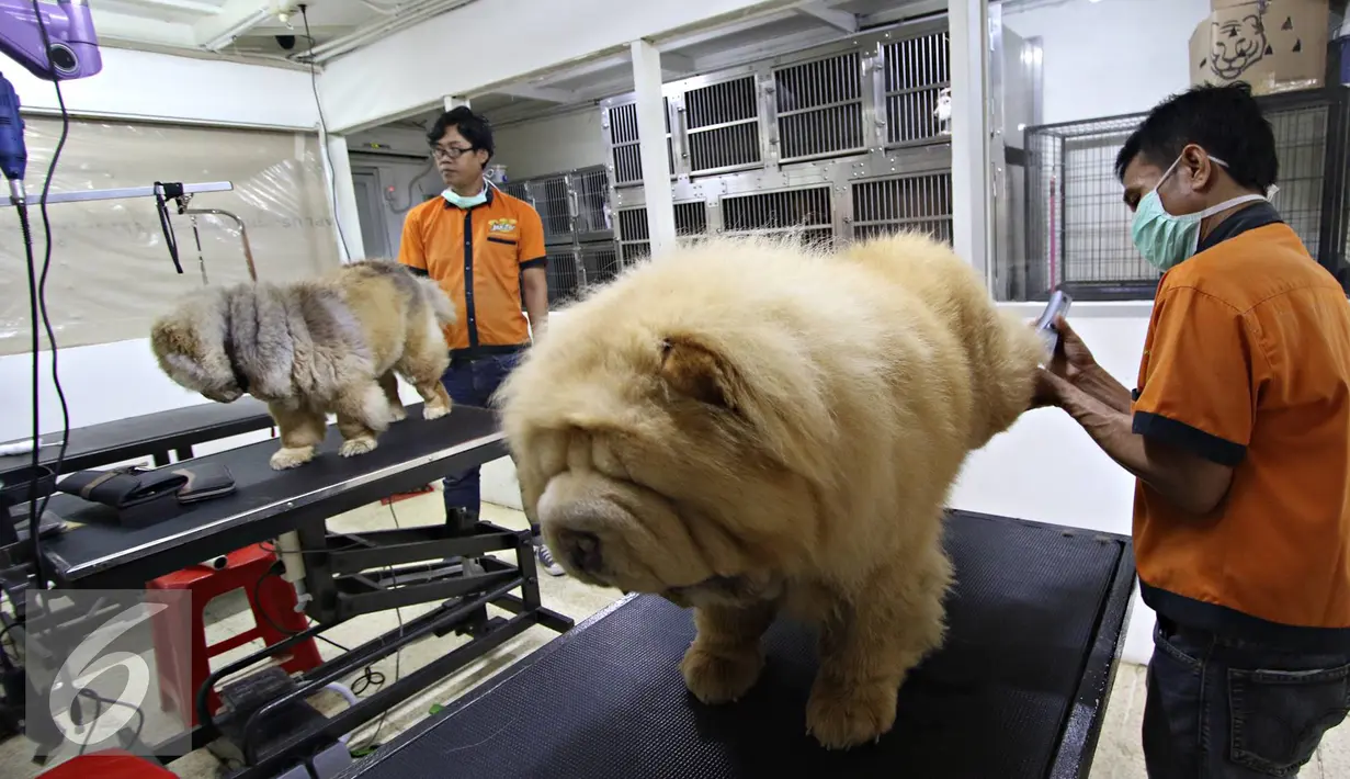 Seekor anjing dirawat di salon dan klinik hewan JakPetz, Jakarta, Kamis (30/6). Jelang lebaran, jumlah pelanggan di tempat tersebut meningkat 90%, dengan tarif Rp.100 ribu untuk kucing dan Rp.120 ribu untuk anjing perhari. (Liputan6.com/Immanuel Antonius)