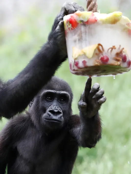 Ajabu, gorila dataran rendah barat, menyentuh es krim berisi buah-buahan beku di Kebun Binatang Praha, Republik Ceko, Kamis (6/6/2019). Pengelola kebun bintangan memberikan es krim untuk sejumlah satwa  lantaran wilayah tersebut tengah dilanda cuaca panas. (AP / Petr David Josek)