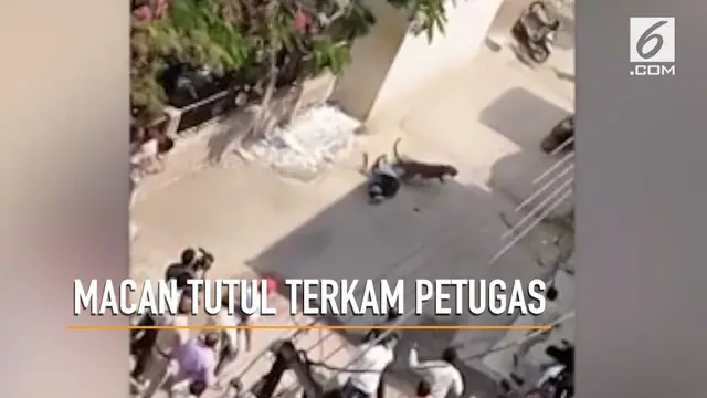 Seekor macan tutul masuk ke rumah warga dan mengamuk hingga melukai tiga orang.