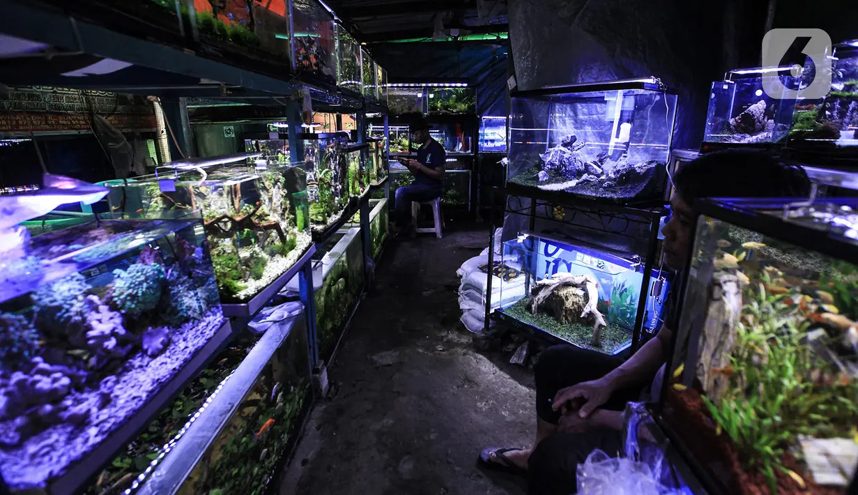 Suasana sepi pasar penjualan ikan hias di kawasan Sumenep, Menteng, Jakarta, Selasa (8/12/2020). BPS mencatat ekspor ikan hias Indonesia pada kuartal I 2020 anjlok 24,7 persen atau hanya US$6,41 juta yang membuat pedagang tetap bertahan di tengah hantaman pandemi COVID-19. (merdeka.com/Imam Buhori)