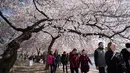 Orang-orang berjalan melewati bunga sakura yang bermekaran di sekitar Tidal Basin, Washington, DC, Senin (1/4). Bunga sakura ini merupakan pemberikan Wali Kota Tokyo pada tahun 1912 yang merupakan hadiah sebagai bentuk persahabatan kedua negara. (Photo by MANDEL NGAN / AFP)