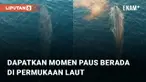 Aksi pria mendapatkan momen bertemu paus sebesar kapal mengundang perhatian