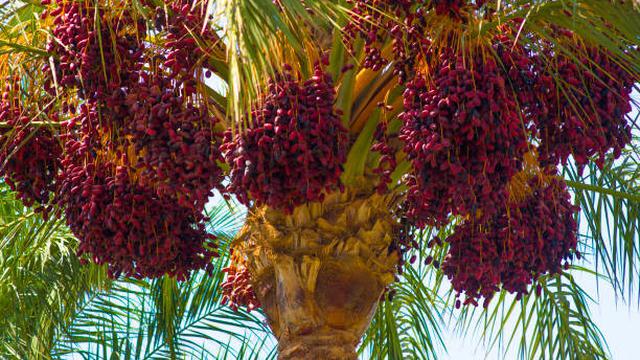Ilustrasi Pohon Kurma (Sumber: Pixabay)