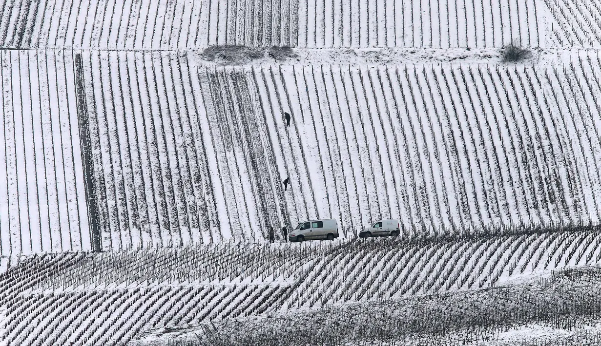 Penanam anggur berada di kebun yang tertutup salju pada hari pertama musim semi di wilayah Champagne di Mailly-Champagne, dekat Reims, (19/3). (AFP Photo/Francois Nascimbeni)