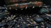 Cara Menghilangkan Siput dan Bekicot di Pot Tanaman Teras saat Musim Hujan, Coba 7 Cara Ini