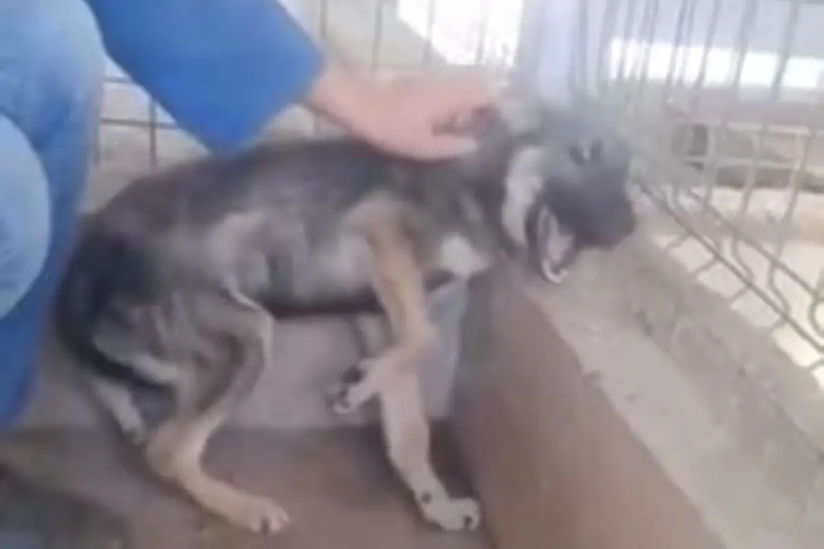 Bertahun-tahun Disiksa, Anjing Ini Teriak Saat Dibelai Manusia