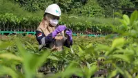Pendirian Taman Keanekaragaman Hayati (Kehati) Sawerigading Wallacea yang dibangun PT Vale Indonesia Tbk (PT Vale) sebagai usaha untuk memastikan ekosistem asli tetap terjaga dan menjaga biodiversitas di daerah tambang. (Dok. Vale Indonesia)