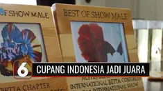 Keren, baru pertama kali ikut serta dalam perlombaan yang digelar organisasi penghobi ikan cupang dunia, International Betta Congress di Amerika Serikat, ikan cupang Indonesia langsung jadi juara umum lho.