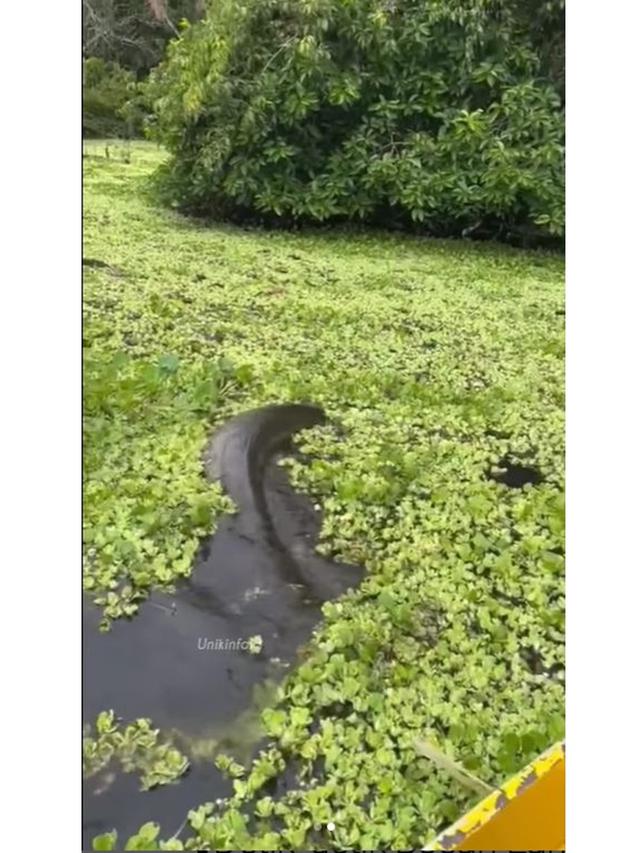 Pemancing Ini Rekam Momen Anaconda Raksasa Berenang Lewati Perahunya, Merinding