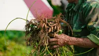 Kemendag Rilis Aturan Baru, Impor Kacang hingga Buah Pir Dibatasi