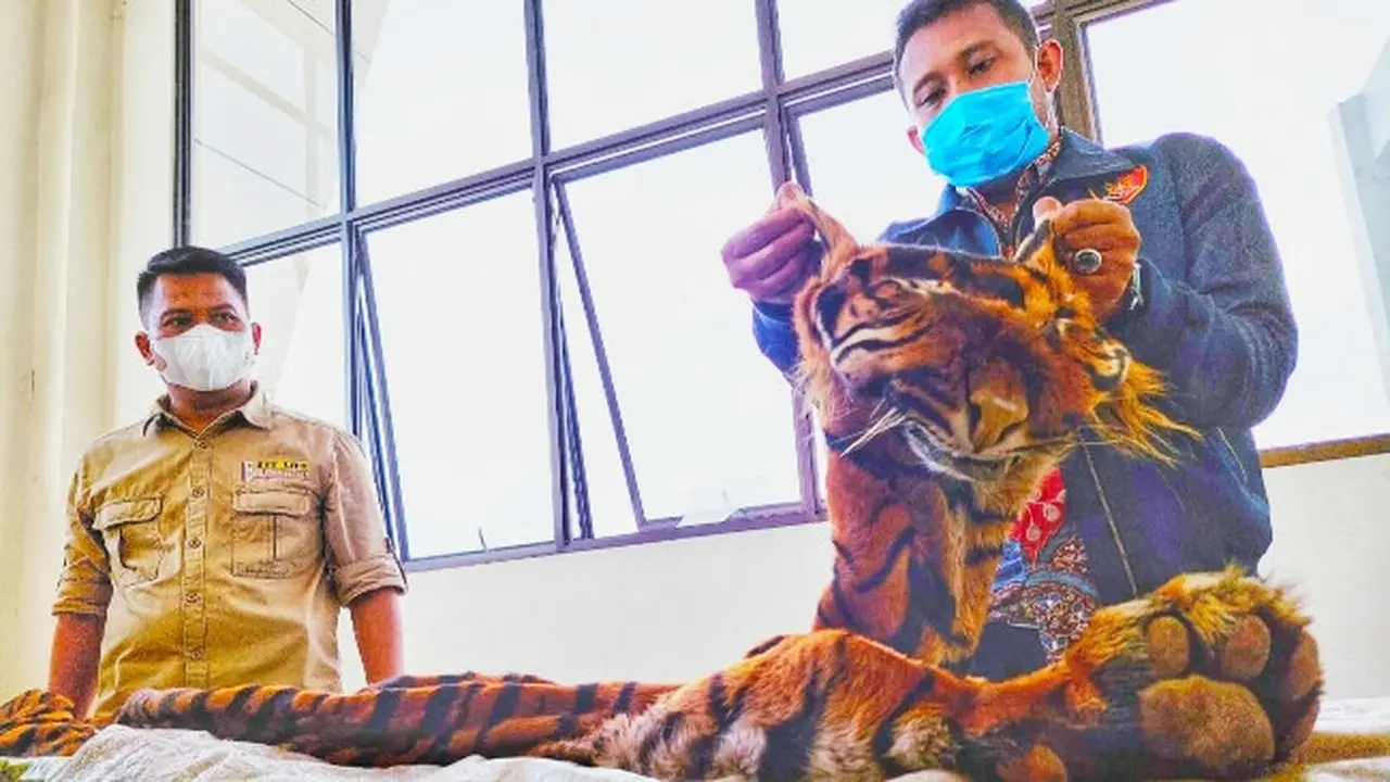 Petugas memperlihatkan kulit harimau sumatra yang akan dijual empat tersangka.