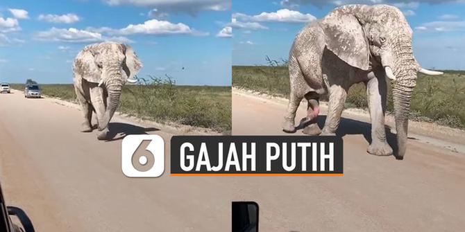 VIDEO: Unik, Seekor Gajah Berwarna Putih Mengejutkan Turis