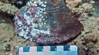 Tim arkeolog menemukan pecahan tembikar atau periuk zaman Neolitikum di dasar Danau Matano di Sorowako, Luwu Timur, Sulsel. (Liputan6.com/Ahmad Yusran)