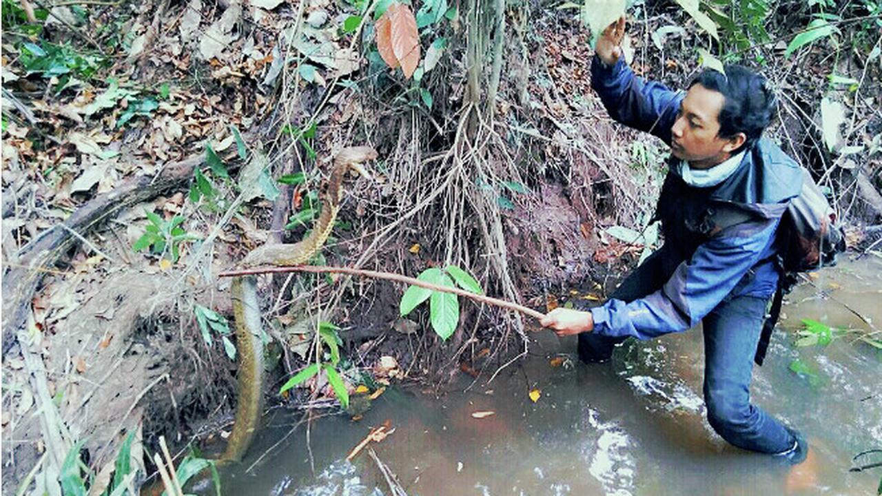 Aksi Mendebarkan Amar Menaklukkan King Cobra di Sungai