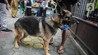 Warga membawa anjing untuk disuntik vaksin antirabies secara gratis di kawasan Tebet, Jakarta, Selasa (16/11/2021). Vaksinasi dilakukan untuk menghindari dan mengantisipasi penyebaran penyakit rabies kepada hewan peliharaan. (Liputan6.com/Faizal Fanani)