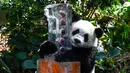 Le Le merayakan ulang tahunnya yang pertama dalam pameran hutan panda raksasa River Wonders di Singapura, Jumat (12/8/2022). Le Le adalah panda raksasa pertama yang lahir di Singapura. (Roslan RAHMAN/AFP)