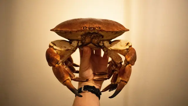 Ilustrasi mimpi, kepiting