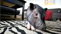 Suatu lembaga penelitian genetika di Shenzen melakukan rekayasa genetika untuk menghasilkan hewan babi mini peliharaan.