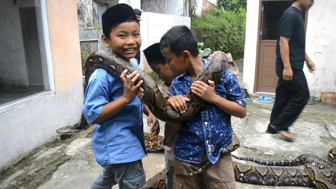 Anak-anak di Pejagoan, Kebumen akrab dengan ular-ular piton raksasa. (Foto: Liputan6.com/Muhamad Ridlo)