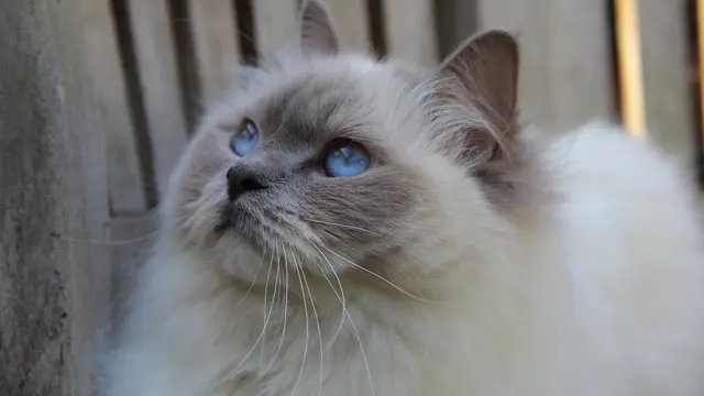 Ragdoll  (sumber: Pixabay)