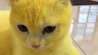 Kucing berubah warna jadi kuning seperti pikachu. (dok. Twitter @amelrazak)