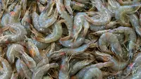 Ilustrasi udang. (dok. Unsplash/Etienne Girardet)