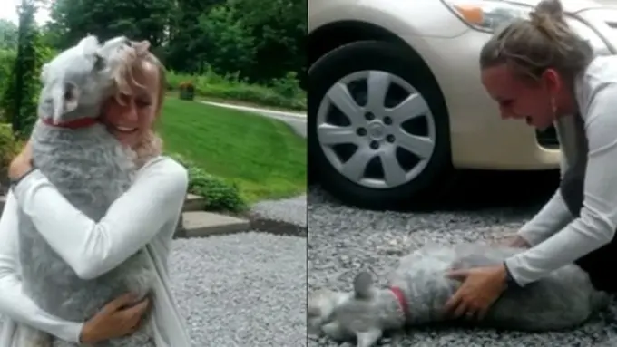 Ditinggal Majikan 2 Tahun, Pas Ketemu Anjing Ini Pingsan-pingsan