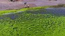 Orang-orang berada di sebuah pantai yang selimuti oleh ganggang hijau di Qingdao, provinsi Shandong, China pada Kamis (11/7/2019). Fenomena alam yang ekstrem ini  memang sudah menjadi agenda tahunan sejak tahun 2008 silam di sepanjang garis pantai Shandong. (AFP Photo)