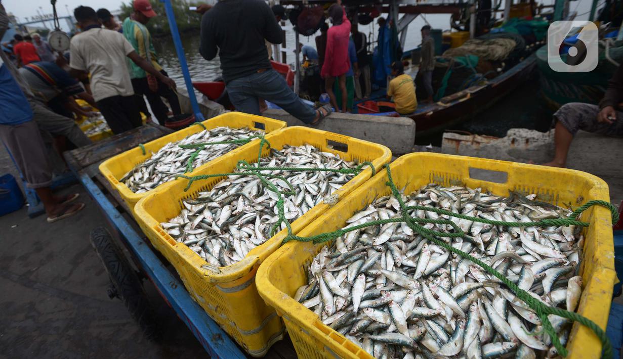 Nelayan tradisional menurunkan hasil tangkapan ikan di Pelabuhan Muara Angke, Jakarta, Sabtu (19/2/2022). Nelayan mengatakan hasil tangkapan ikan mulai membaik seiring pergantian musim dan angin barat. (merdeka.com/Imam Buhori)