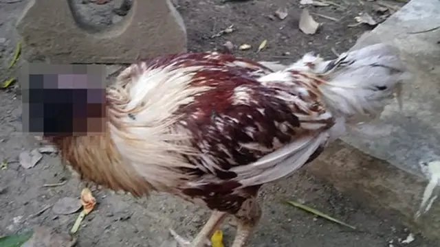 Putus Dari Tubuh, Ayam Ini Berhasil Hidup Meski Tidak Ada Kepala