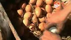 liputan6