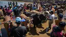 Para peserta bersiap untuk memulai acara Karapan Sapi Brujul di Probolinggo, Jawa Timur pada Minggu 24 Mei 2026. (Juni KRISWANTO/AFP)