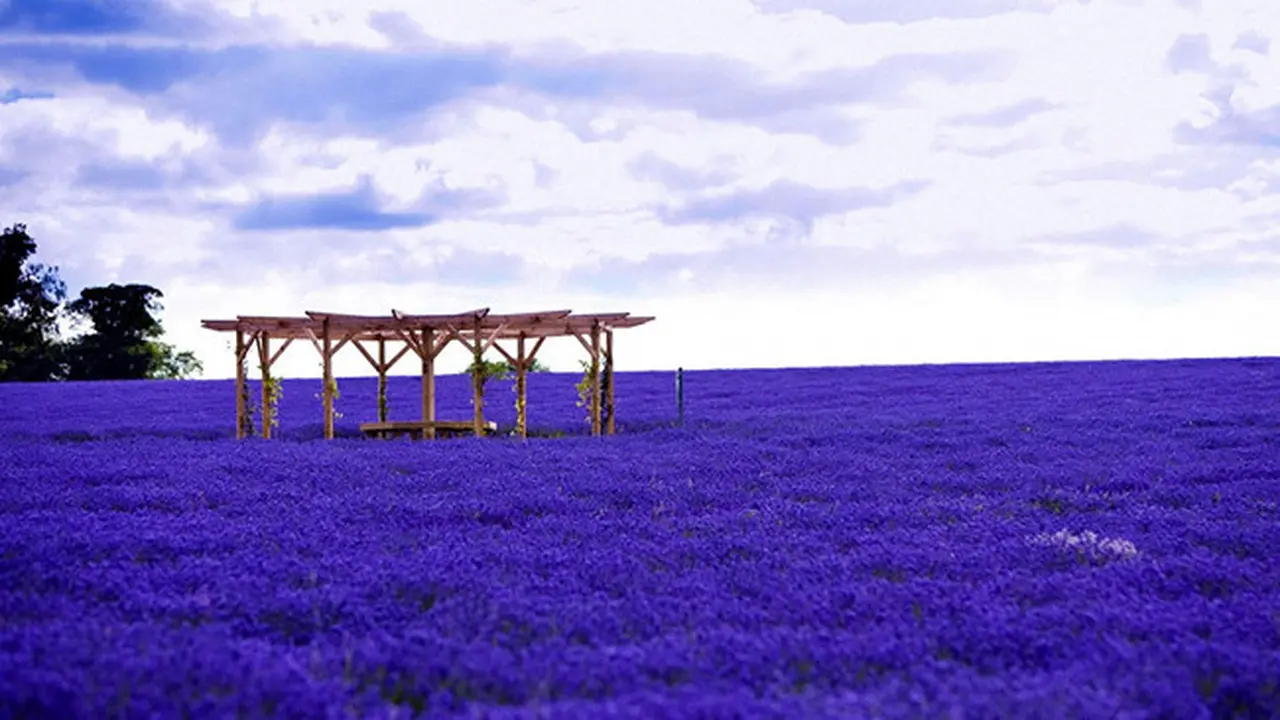 lavender