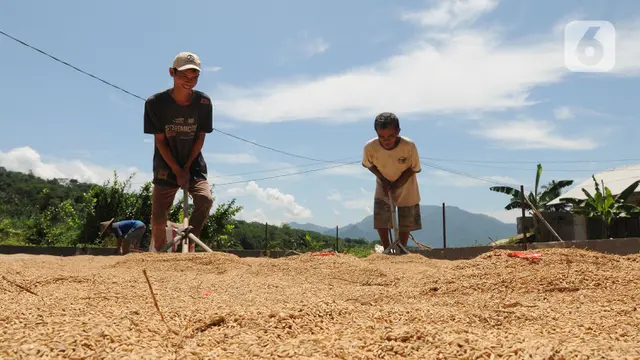FOTO: Harga Gabah Kering Giling Alami Kenaikan