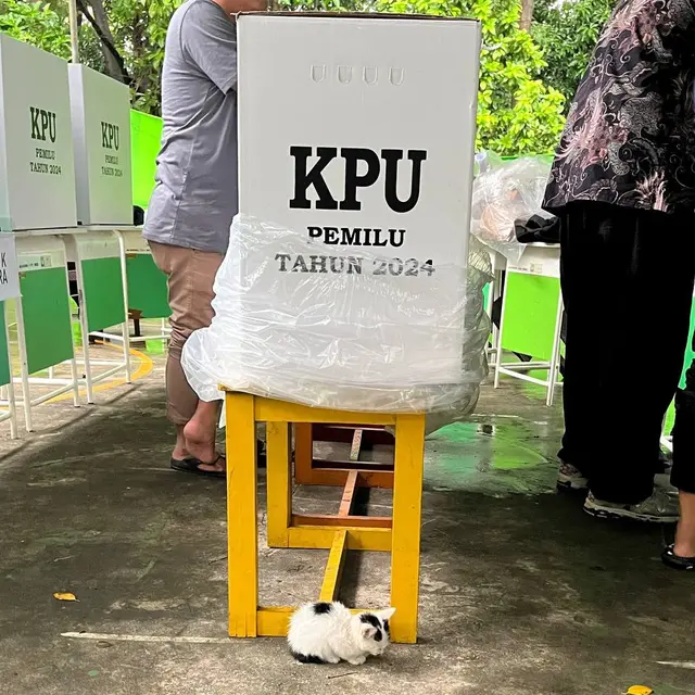 6 Potret Aksi Lucu Kucing di TPS Ini Bikin Pemilih Gemas, Bak Jadi Petugas KPPS