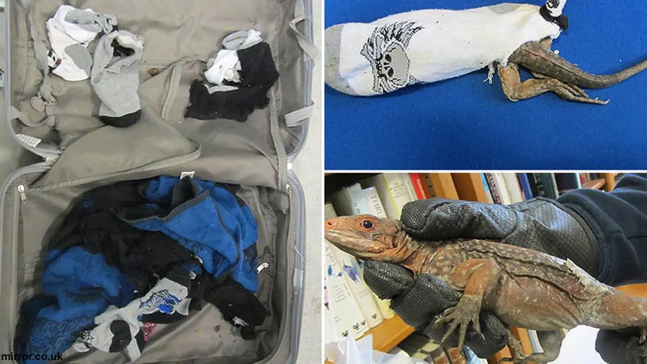 iguana-ilegal-140205a.jpg