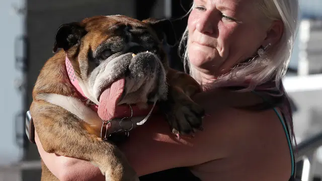 Unik, Para Anjing Berkompetisi Jadi Yang Terjelek Sedunia