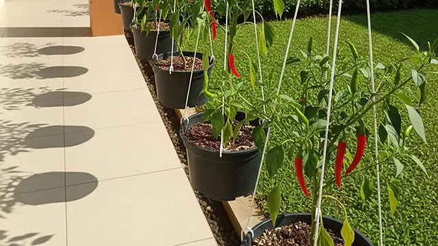 Cara Membuat Sistem Gantung dari Tali Rafia untuk Cabai, Solusi Tingkatkan Kualitas Tanaman
