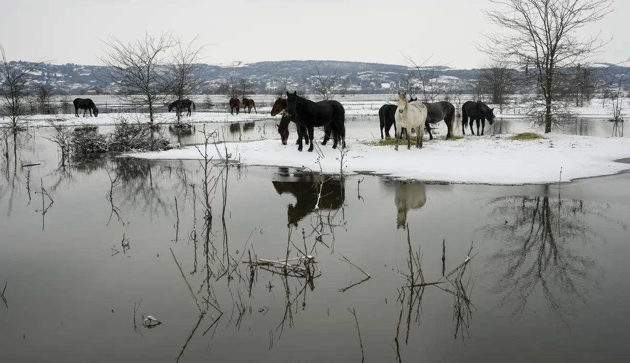 Kuda mencari makan di pulau sungai Krcedinska Ada yang banjir di sungai Danube, 50 kilometer barat laut Beograd, Serbia, Selasa (9/1/2024). (AP Photo/Darko Vojinovic)