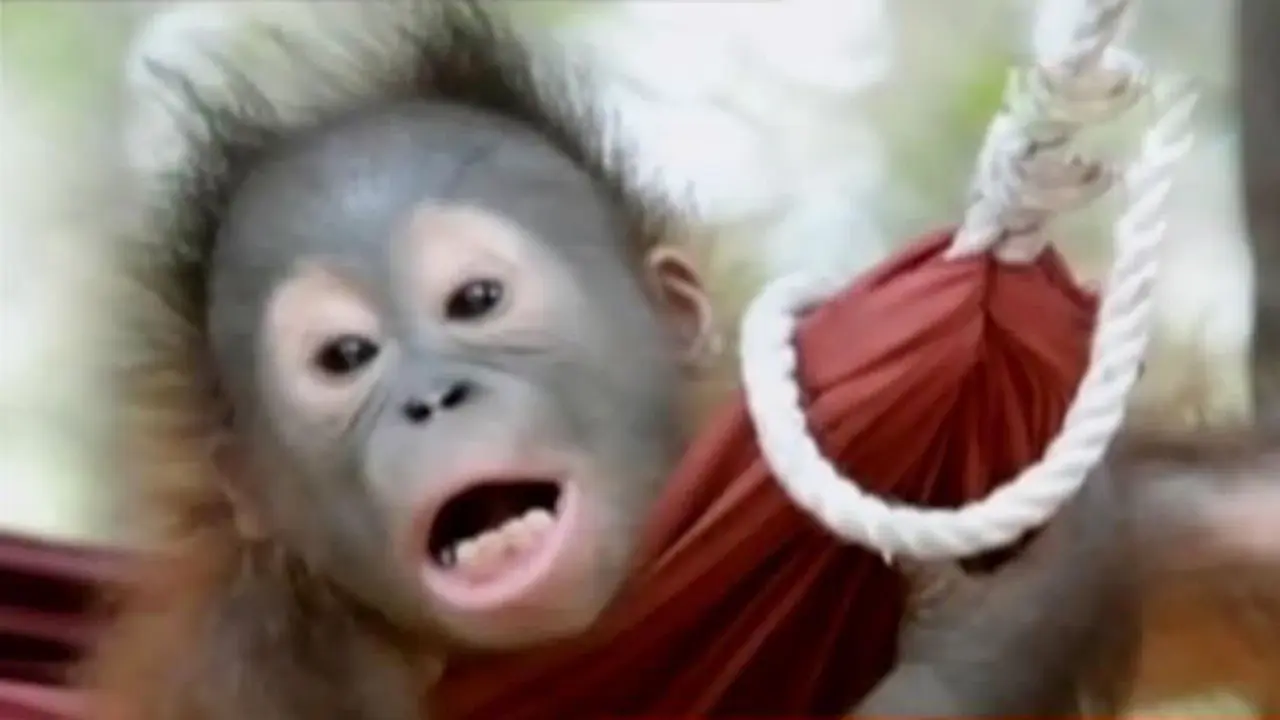 16 Bayi Orang Utan di Palangkaraya Terserang ISPA