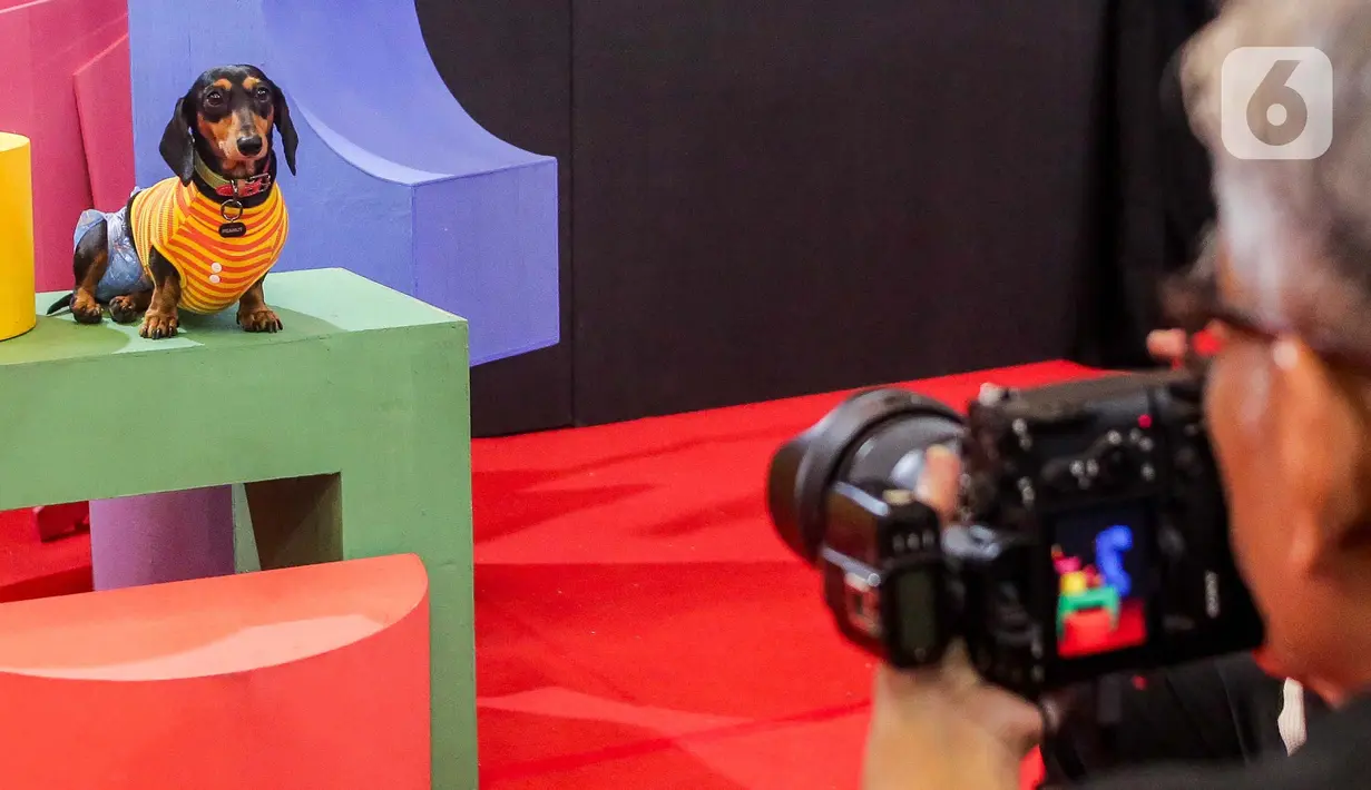 Pengunjung juga bisa beraktivitas bersama hewan kesayangan dalam area pameran Pet Fest 2025. (Liputan6.com/Herman Zakharia)