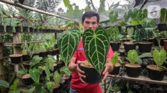 Pembudi daya memperlihatkan tanaman hias kuping gajah (Anthurium crystallinum) di Pinang, Kota Tangerang, Banten, Jumat (21/1/2022). Tanaman hias berbagai jenis dari harga Rp50 ribu hingga Rp2 juta per tanaman tersebut dipasarkan sampai Thailand, Malaysia hingga Kanada. (Liputan6.com/Angga Yuniar)