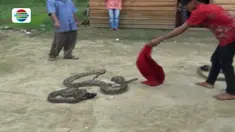Warga di Tulang Bawang, Lampung, Minggu 25 Juni 2017, siang di gegerkan dengan penemuan ular piton yang berusaha masuk dalam rumah. 