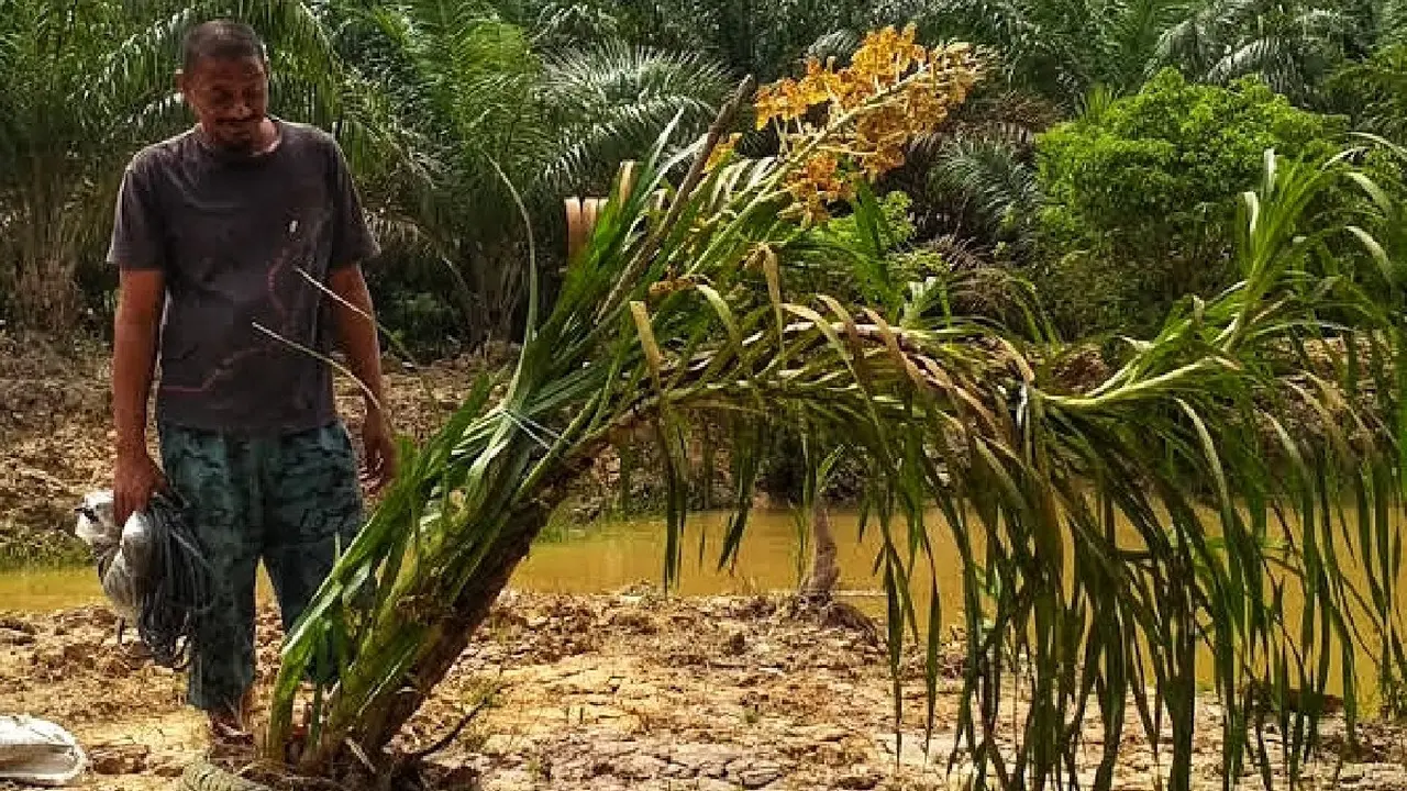 Anggrek Tebu atau Macan