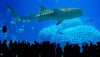 6 Aquarium Terbesar di Dunia yang Wajib Masuk Daftar Kunjungan