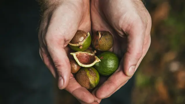 Macadamia, Kacang Premium Bernilai Tinggi untuk Pekarangan Rumah