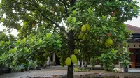 10 Pohon Buah yang Cocok untuk Halaman yang Sering Kebanjiran