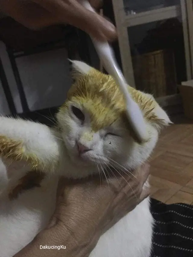 Kucing